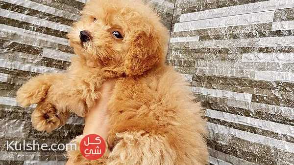 Poodle Puppies available - Image 1