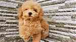 Poodle Puppies available - صورة 4