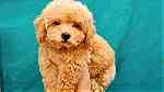 Male and female Poodle - صورة 1