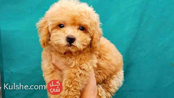 Male and female Poodle - صورة 1