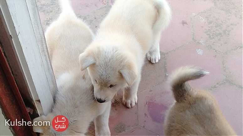 كلاب للبيع في الدار البيضاء المحمدية - صورة 1