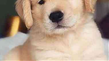 loving Golden Retriever Puppies ready for homes