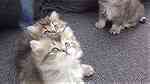 قطط  إناث وزكور - صورة 3