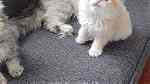 قطط  إناث وزكور - صورة 5
