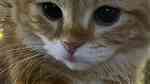 قطط شيرازيه للبيع أقرأ الوصف زين - صورة 5