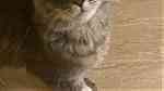 قطط شيرازيه للبيع أقرأ الوصف زين - صورة 17