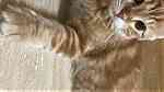 قطط شيرازيه للبيع أقرأ الوصف زين - صورة 11