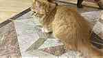 قطط شيرازيه للبيع أقرأ الوصف زين - صورة 18