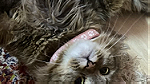 قطط شيرازيه للبيع أقرأ الوصف زين - صورة 1