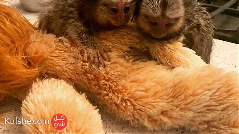 Home Trained Finger Marmoset Monkeys for sale - صورة 1