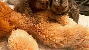 Home Trained Finger Marmoset Monkeys for sale