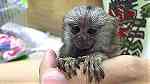 Home Trained Finger Marmoset Monkeys for sale - صورة 2