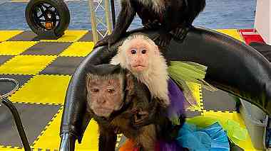 Lovely Capuchin Monkeys for Sale