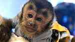 Lovely Capuchin Monkeys for Sale - صورة 2