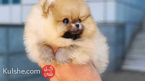 Pomeranian puppies for sale - Image 1