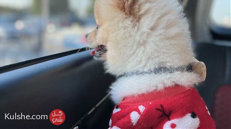 Dog for sale kuwait - صورة 1