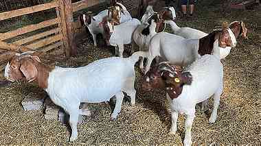 Healthy Boer Doe n Bucks Goats Available