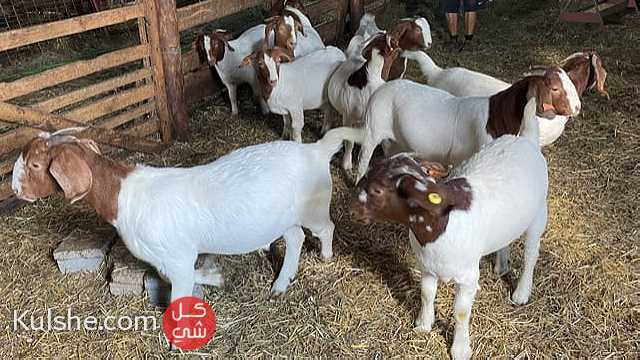 Healthy Boer Doe n Bucks Goats Available - صورة 1
