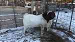 Healthy Boer Doe n Bucks Goats Available - صورة 4