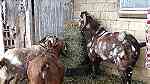 Healthy Boer Doe n Bucks Goats Available - صورة 2