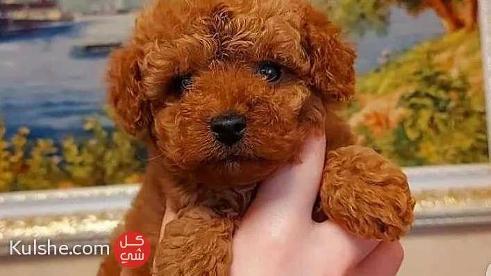 Toy Poodle puppies - Image 1