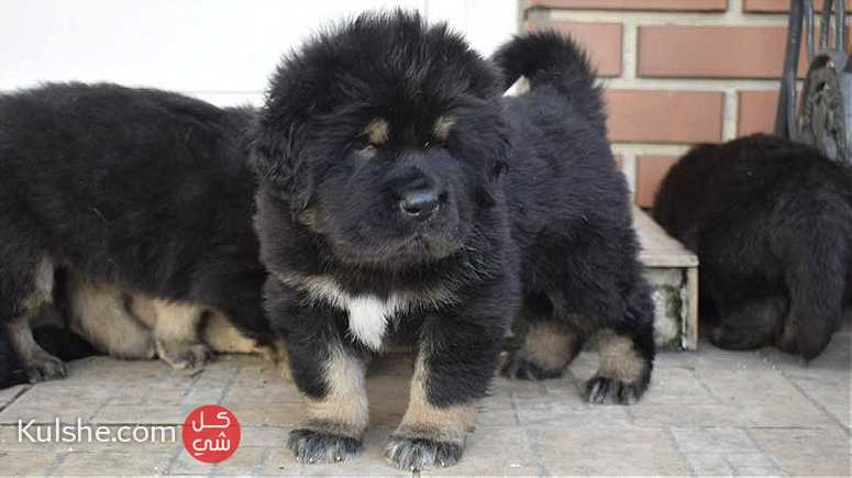 Tibetan Mastiff puppies - صورة 1