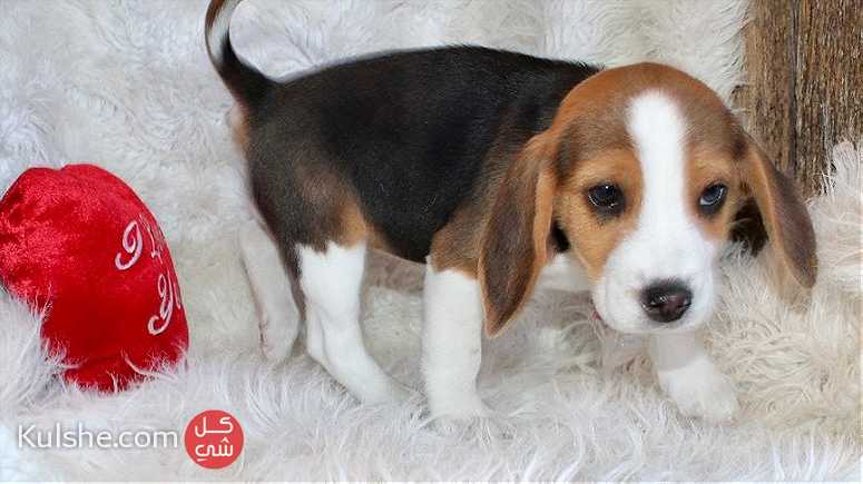 Beautiful Beagle puppies - صورة 1