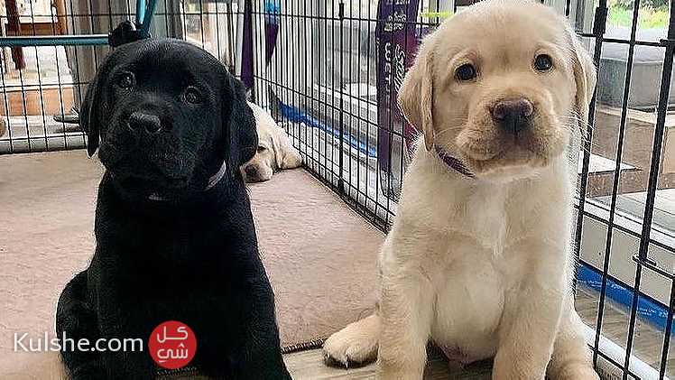Labrador Retriever puppies for good home - صورة 1