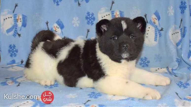 Beautiful Akita puppies for good home - Image 1