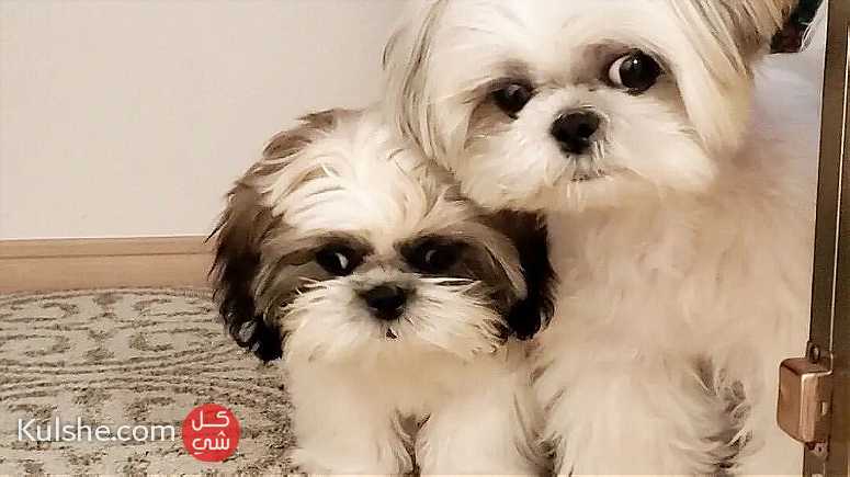 Beautiful Shih Tzu puppies - صورة 1