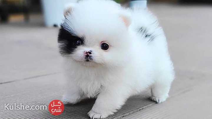 Beautiful Pomeranian puppies - Image 1