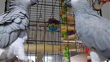 Talking African Grey Parrots for Sale