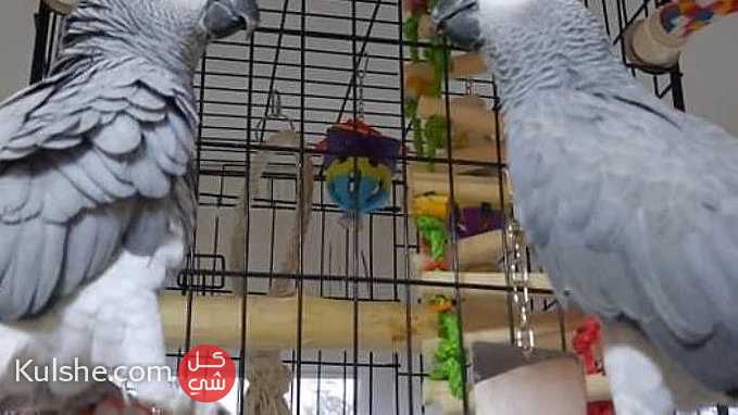 Talking African Grey Parrots for Sale - Image 1