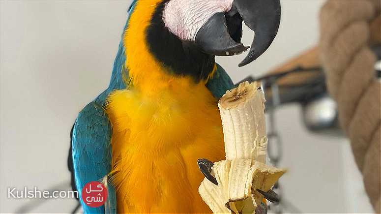 Blue and Gold Macaw Parrots - Image 1