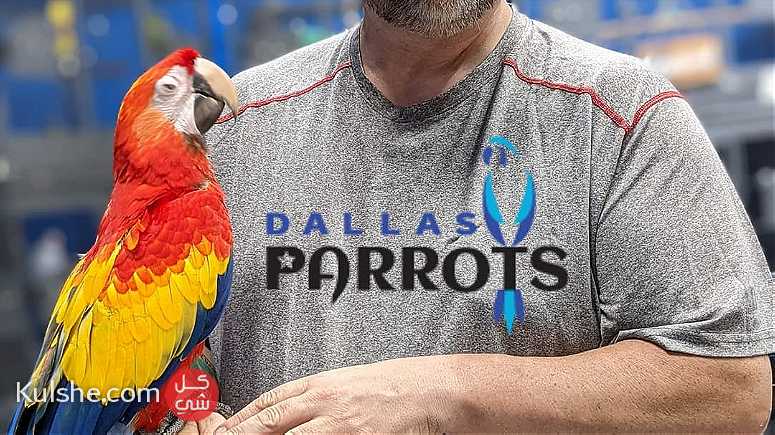 Scarlet Macaw Parrots - صورة 1