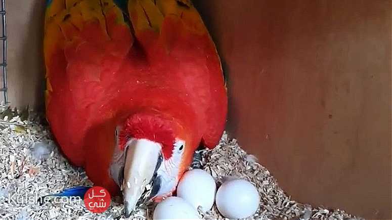 Parrots and Parrot Eggs - Image 1