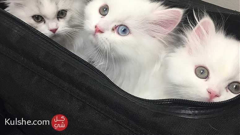 Persian kittens Available for adoption - Image 1