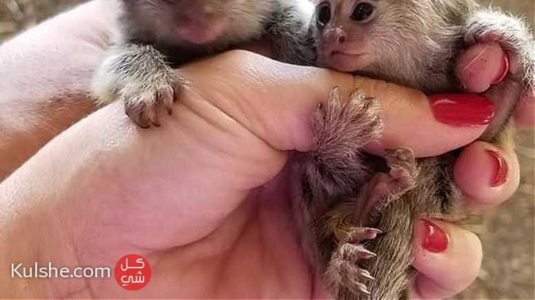 Marmoset Monkey for Adoption - Image 1