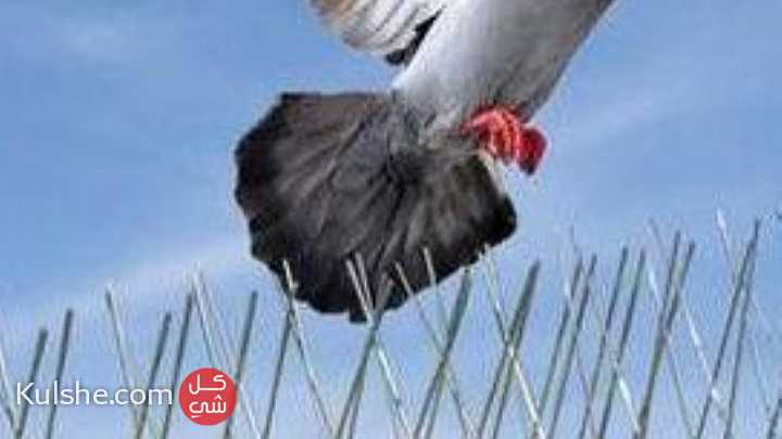 شركه مكافحه الطيورطارد للحمام في دبي الشارقه عجمان 0505311853 - صورة 1