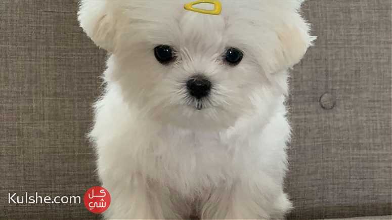 Home raised Teacup Maltese puppies for rehoming - Image 1