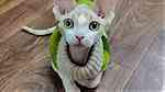 Devon Rex kitten female for available - صورة 1