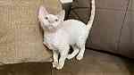 Devon Rex kitten female for available - Image 3