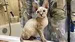 Devon Rex kitten female for available - صورة 4