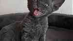 Devon Rex kitten female for available - Image 5