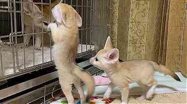 Charming Fennec fox For for Sale