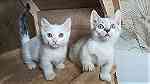 munchkin kittens for sale - صورة 1