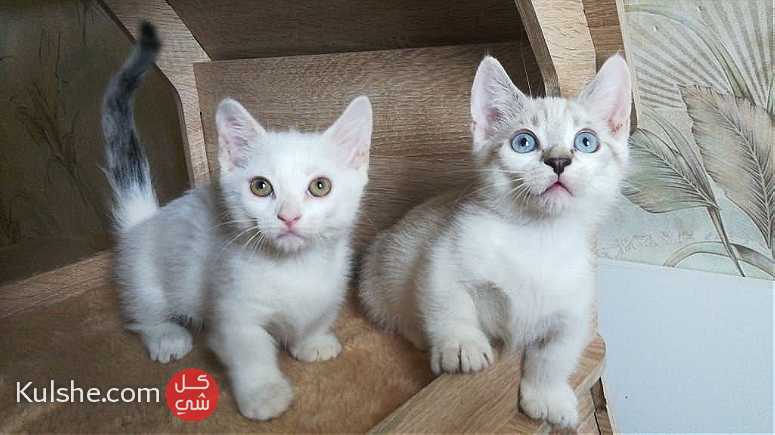 munchkin kittens for sale - صورة 1