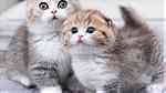 munchkin kittens for sale - Image 2