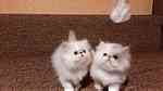 Pure Persian breed kittens for sale. - صورة 1