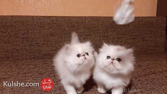 Pure Persian breed kittens for sale. - صورة 1